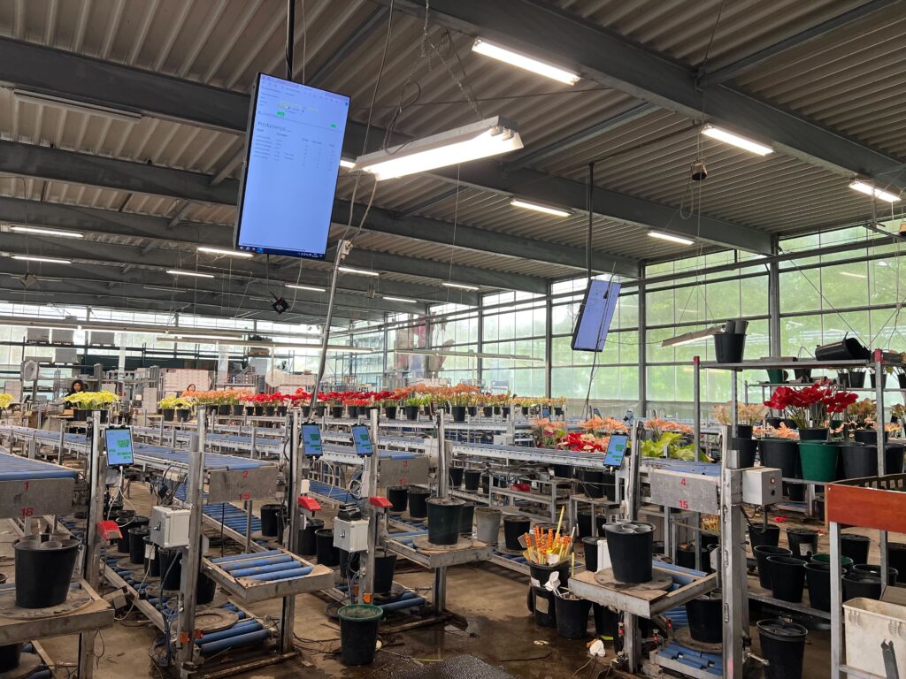 maatwerk Bouman Anthuriums
